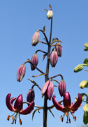Infloresence of lily "St. Albert"